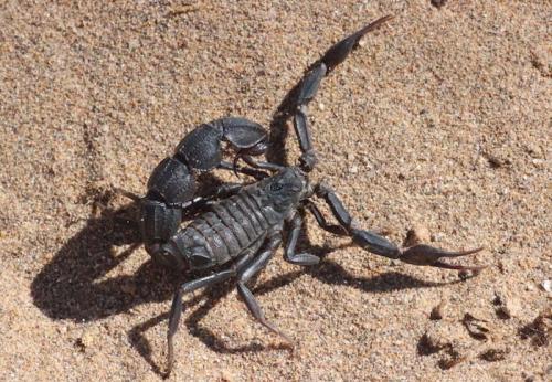 Androctonus mauritanicus